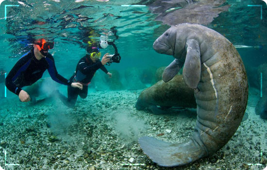 Swimming-with-Manatees