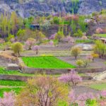 Spring Season Hunza