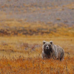 Deosai National Park