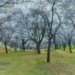 Cherry blossom in Nagar khas 2