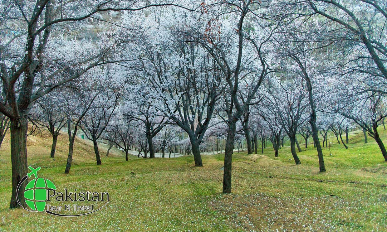 Cherry blossom in Nagar khas 2