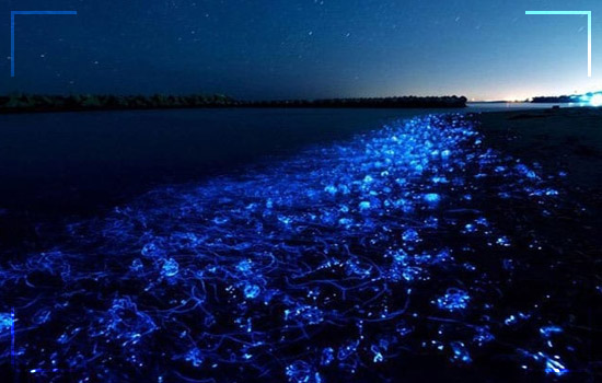 This Bioluminescent Beach in Pakistan Image