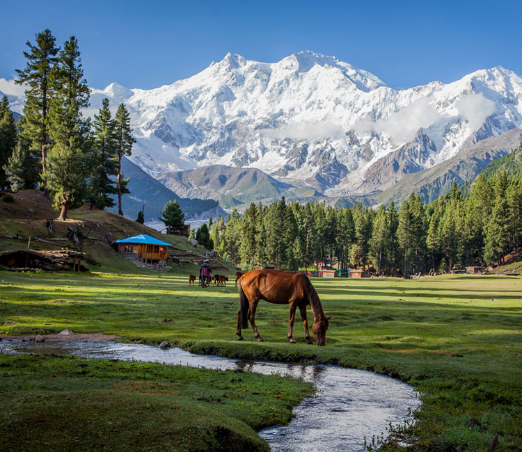 Places in Northern Areas Of Pakistan: Fairy Meadows