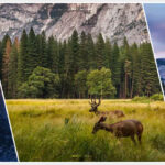 Step-by-Step-Guide-Of-Yosemite-Half-Dome-Hiking-Banner