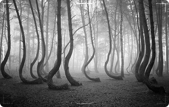 Crooked Forest, Poland