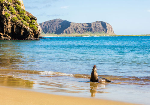 Complete Travel Guide To The Galapagos Islands