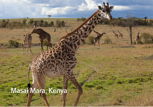 World's Most Incredible Places To Visit: Masai Mara Kenya