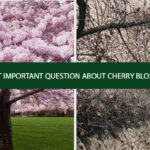 Frequently Asked Question About Cherry Blossom Tours In Pakistan 