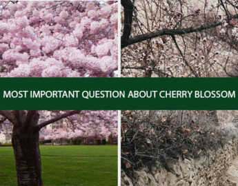 Frequently Asked Question About Cherry Blossom Tours In Pakistan 