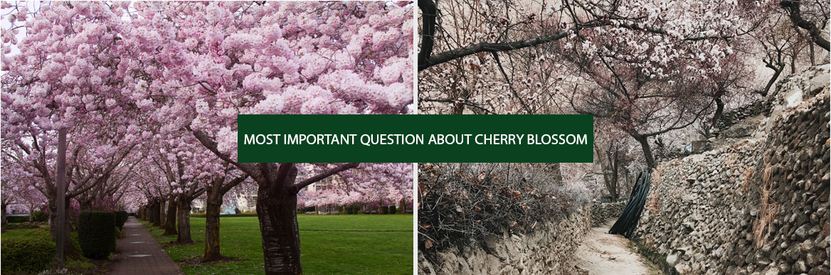 Frequently Asked Question About Cherry Blossom Tours In Pakistan 