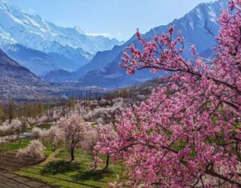 Cherry Blossom Hunza Packages 2023 in Cherry Blossom Tour packages By Pakistan Tour and Travel