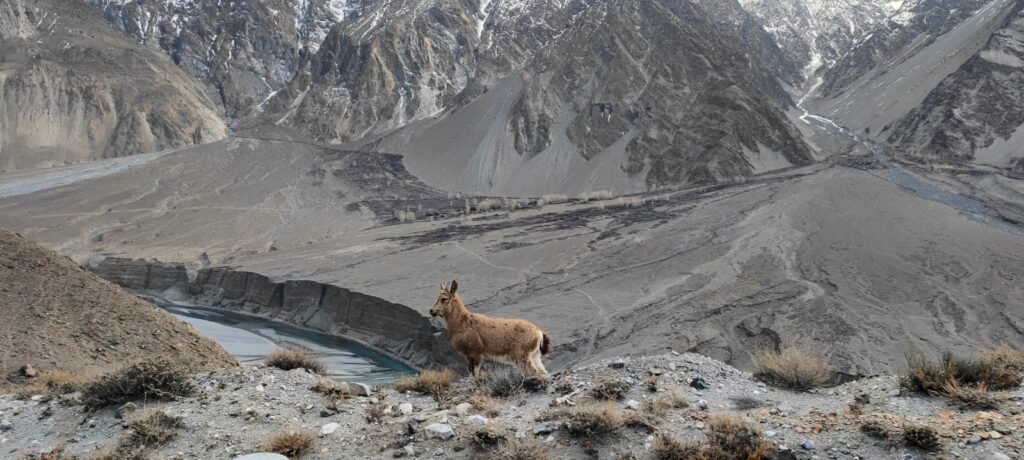Population of ibex are growing in Hunza 