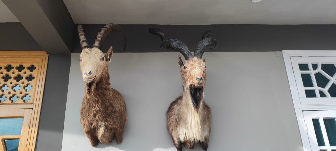 Ibex & markhoor trophies after taxidermy 2023