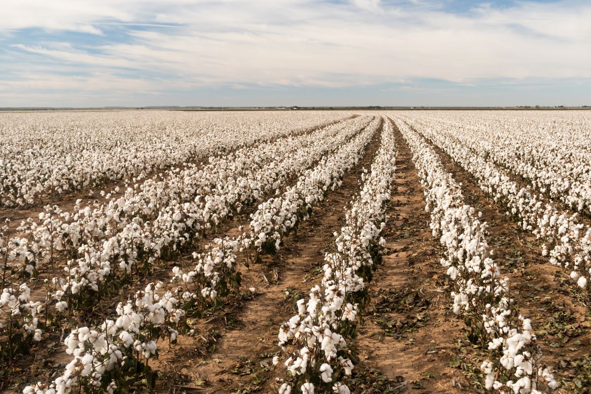 Facts About Pakistan: Gaint cotton producer