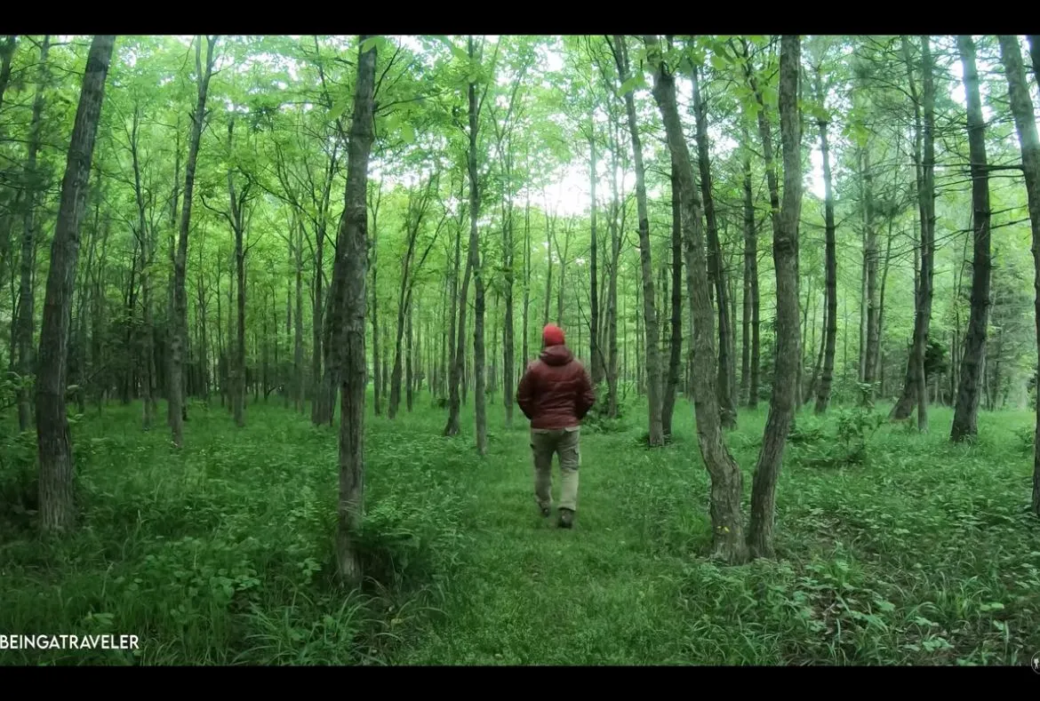 Sharan Forest: A Beautiful Place in Kaghan Valley - Pakistan Tour n travel