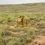 Marmot in Deosai National Park 1