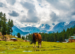 fairy meadows tour packages for 10 days by pakistan tour and travel