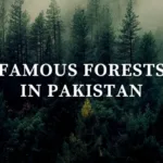 Top 10 Forests In Pakistan - Location, Area Covered, Types  - Pakistan Tour n Travel