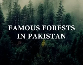 Top 10 Forests In Pakistan - Location, Area Covered, Types  - Pakistan Tour n Travel