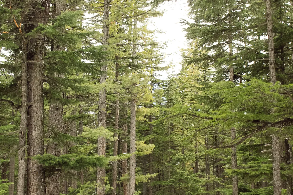 Top 10 forests in Pakistan - Kalam Forest