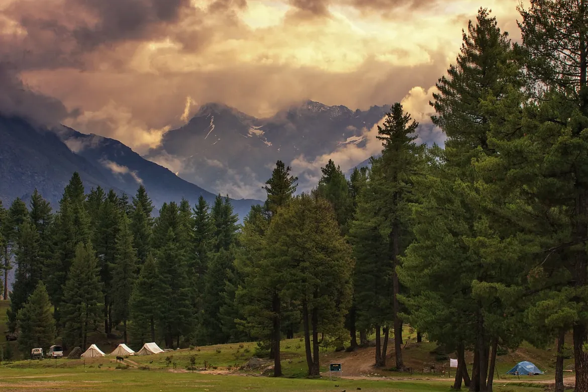 10 Famous Forests In Pakistan - Location, Area Covered