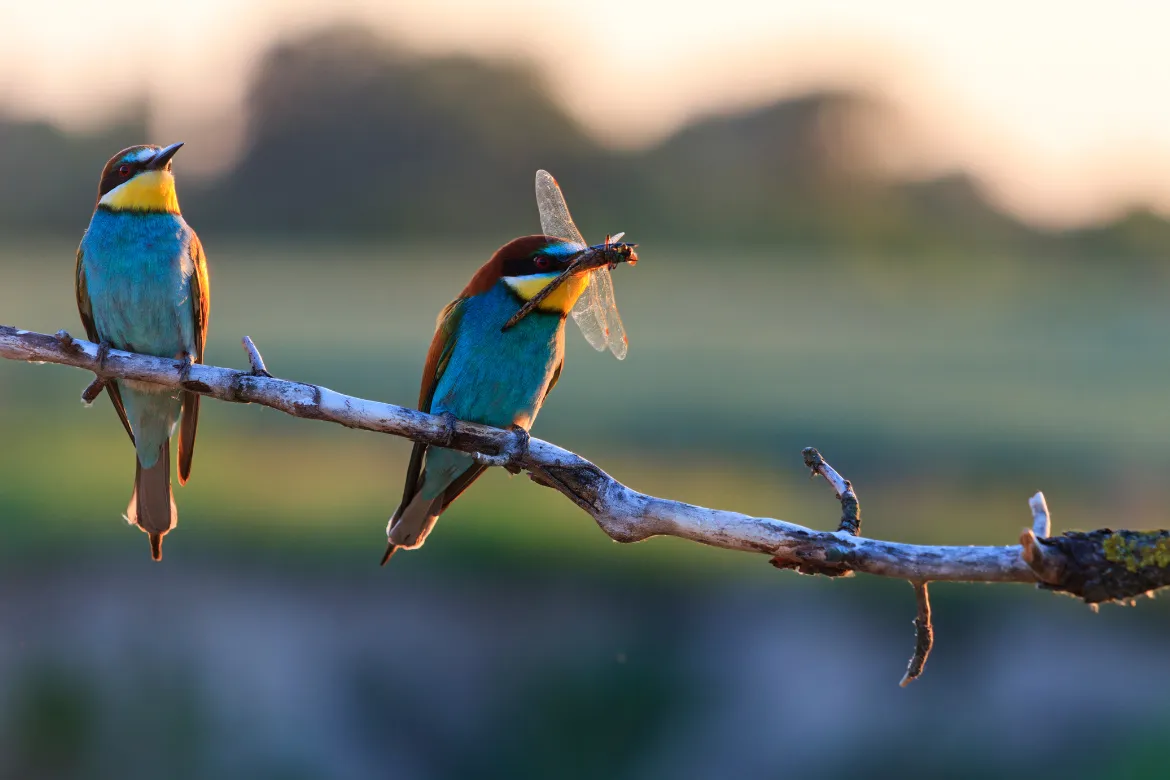 Importance of forests - Biodiversity 