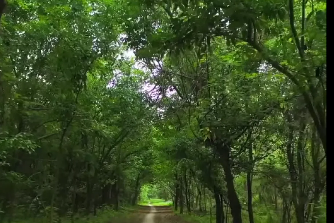 Top 10 forest in Pakistan - Changa Manga Forest - Man made forest