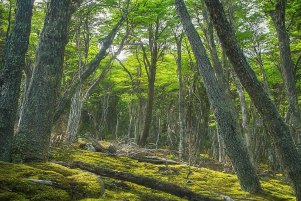 10 Famous Forests In Pakistan - Location, Area Covered