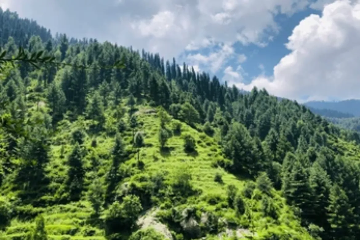 Top 10 forest in Pakistan - Dir Forest