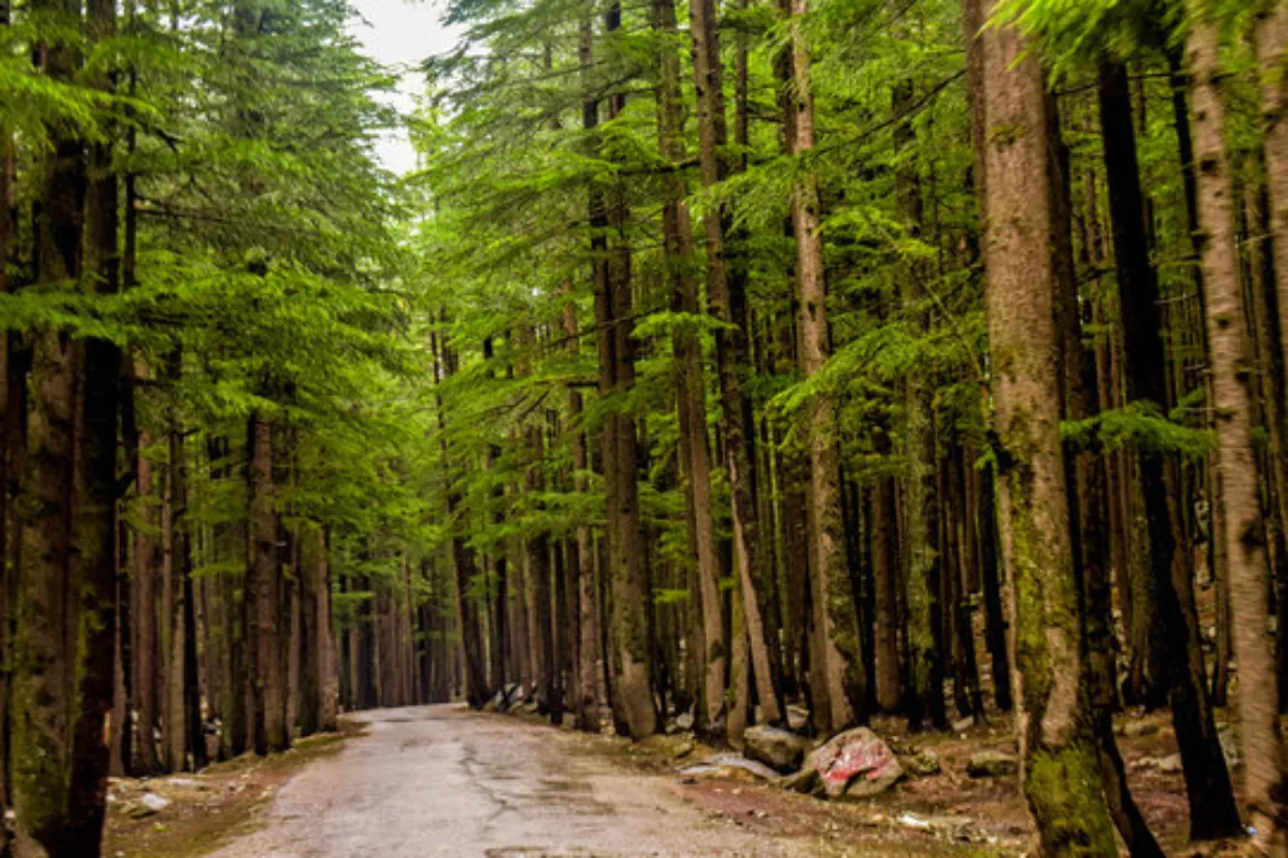 Top 10 forest in Pakistan - Ushu Forest