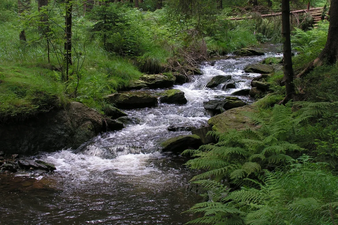 Importance of forests - water Regulation