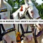 Top 10 Things to Do in Murree That Aren’t in Every Tourist Guide - pakistan tour n travel blog