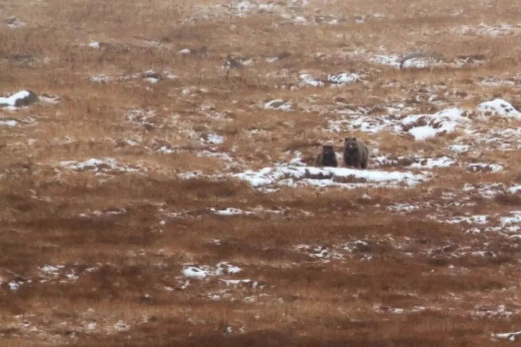 Deosai