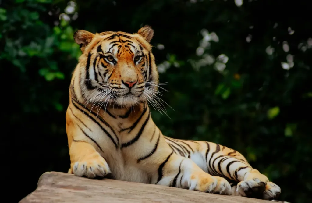 Bansra Gali Wildlife Park Murree