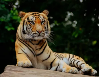 Bansra Gali Wildlife Park Murree