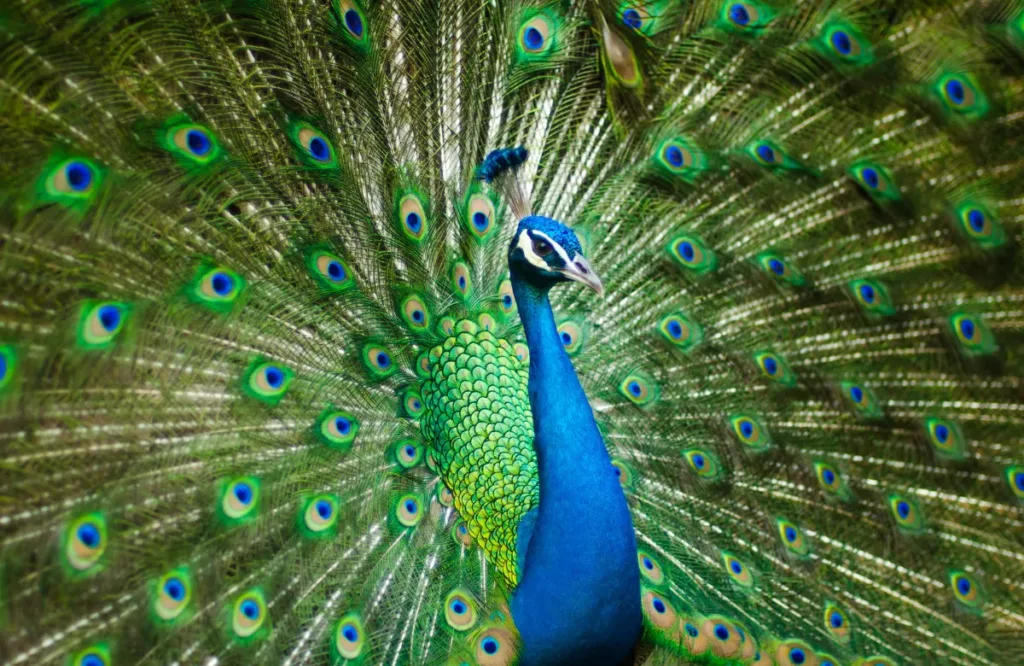 Bansra Gali Wildlife Park Murree
