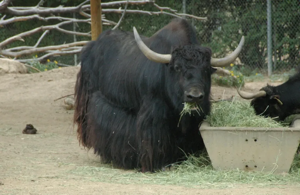 Bansra Gali Wildlife Park Murree