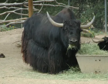 Bansra Gali Wildlife Park Murree