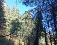 Scenic forest walking trail lined with tall pine trees in Galyat near Murree on a nature tour by Pakistan Tour & Travel